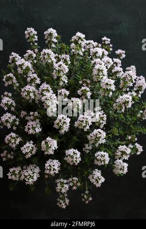 Fresh thyme flowers isolated on a dark background. Directly above. Stock Photo