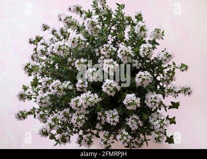 Fresh thyme flowers isolated on a white background. Directly above. Stock Photo