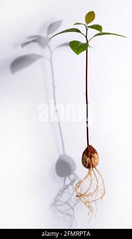A young fresh avocado sprout isolated on a white background. Stock Photo