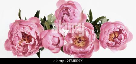 Beautiful pink peonies flowers isolated on white background. Stock Photo