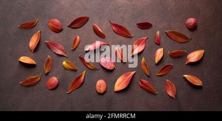 Autumn leaves collage isolated on brown background. Directly above. Stock Photo