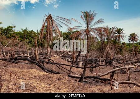 Area of forest recently cleared and burnt for subsistence agriculture in Liberia, West Africa Stock Photo