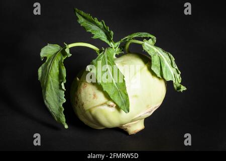 one kohlrabi on black background Stock Photo
