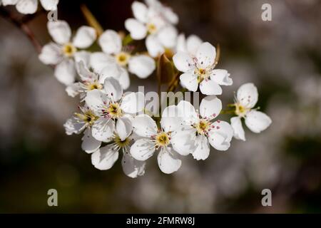 Asian pear blossoms (Pyrus pyrifolia) Stock Photo