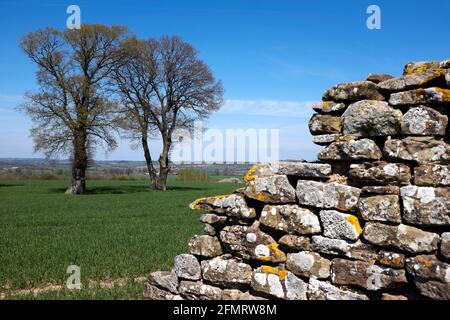 Lichen on a dry stone wall, Shropshire, England Stock Photo