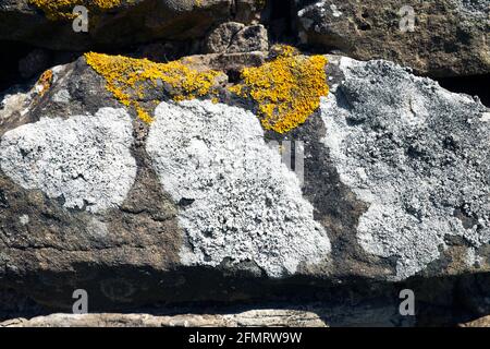 Lichen on a dry stone wall, Shropshire, England Stock Photo