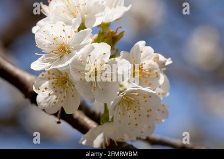 Asian pear blossoms (Pyrus pyrifolia) Stock Photo