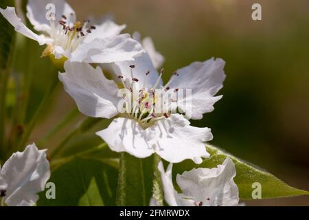Asian pear blossoms (Pyrus pyrifolia) Stock Photo