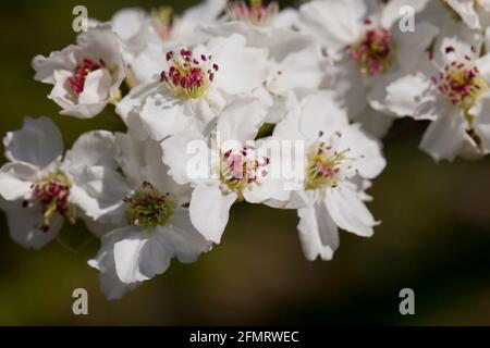 Asian pear blossoms (Pyrus pyrifolia) Stock Photo