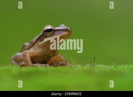 Moss frog hi-res stock photography and images - Alamy