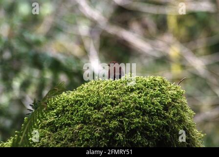 A winter wrens sits on a mossy stump in the Cascade Mountains