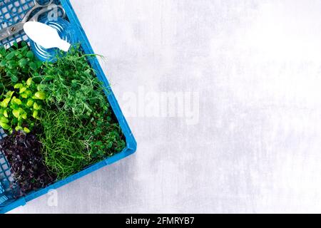 Mixed greens in grow trays in a plastic box on a gray background with space for text. Microgreens from onions, basil and radishes, we grow microgreens Stock Photo