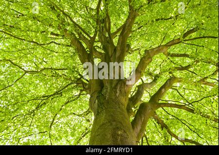 Treetop of an old beech from the inside Stock Photo