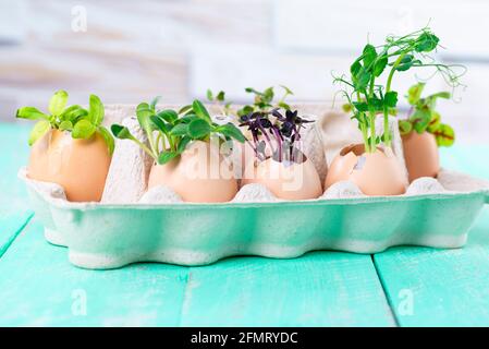Microgreen sprouts in eggshells in a cardboard tray. Easter decorations. Easter egg. Stylish rural still life. Zero Waste Concept. Stock Photo
