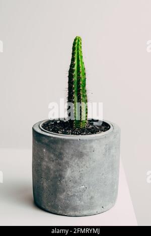 Beautiful healthy pole cactus in a concrete pot in an apartment - decoration Stock Photo