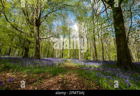 Carpet of bluebells on the forest floor, with sun shining through the beech trees, in Dockey Woods near Ashridge, Buckinghamshire UK. Stock Photo