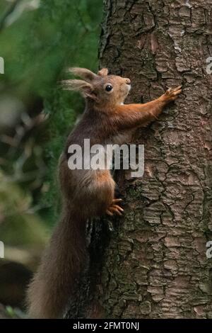 Red Squirrel (Sciurus vulgaris) - Scotland, UK Stock Photo