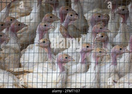 Young turkeys. Production process in a poultry company. Stock Photo