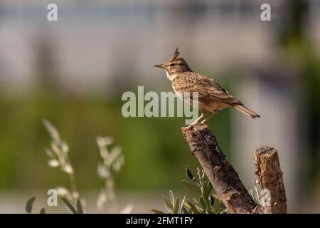 Crested lark (cristata in the Gallery) is a species of bird belonging to the larkeae family.