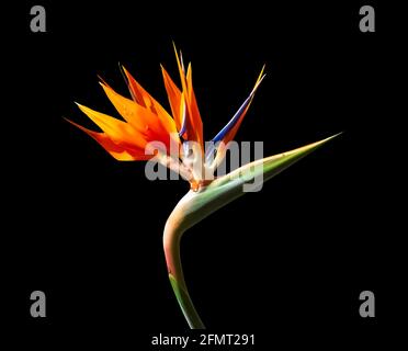 brightly colored bird of paradise flower closeup back lit isolated on a black background