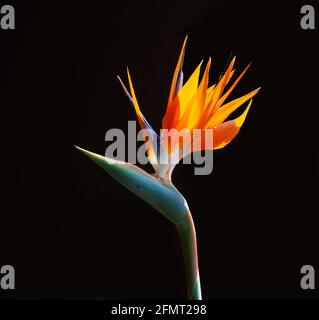 bird of paradise flower on fire back lit isolated on a dark background