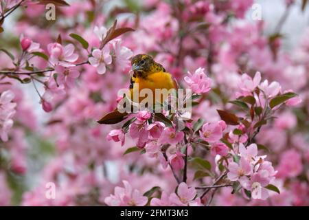 Baltimore Oriole in blooming crabapple tree on a spring day in Ottawa, Canada Stock Photo