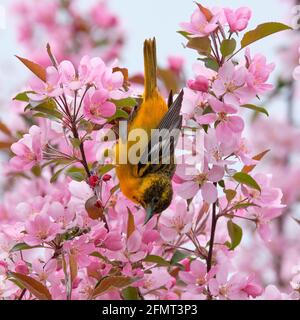 Baltimore Oriole preched upside down in blooming crabapple tree on a spring day in Ottawa, Canada Stock Photo