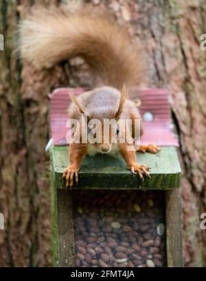 Red Squirrel (Sciurus vulgaris) on nut feeder box - Scotland, UK Stock Photo