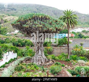 Drago Milenario (dracaena draco), Icod de los Vinos, Tenerife, Canary Islands, Spain is a tree like plant with red sap and is said to be 1000 years ol Stock Photo