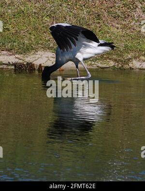 Wood Stork foraging for morsels in a Florida pond. Stock Photo