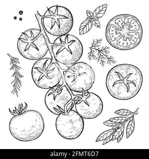 Hand drawn tomato. Set sketches with cut tomato, slice of tomato and tomatoes branch. Stock Vector