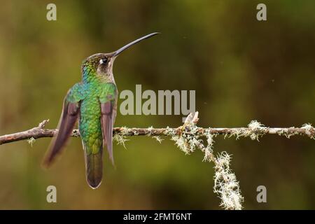 Talamanca (Admirable) Hummingbird - Eugenes spectabilis is large hummingbird living in Costa Rica and Panama.  Beautiful green and blue colour bird, s Stock Photo