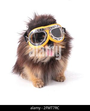 Portrait of an adorable Pomeranian bicolor with aviator glasses on a white background Stock Photo