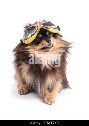 Portrait of an adorable Pomeranian bicolor with aviator glasses on a white background Stock Photo