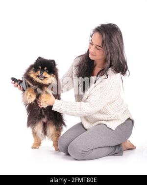 Portrait of an adorable Pomeranian bicolor brushed by his mistress on a white background Stock Photo