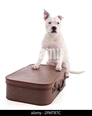 Female white american staffordshire isoled with a suitcase on white background Stock Photo