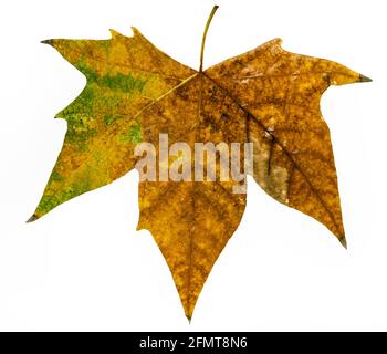 Autumn leaf isolated on a white background Stock Photo