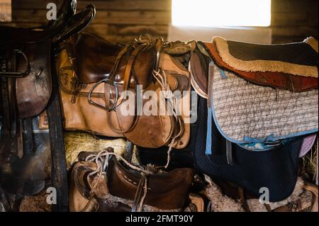 Dressage horse equipment, leather saddles and stirrups hang beautifully on a special wall. Stock Photo