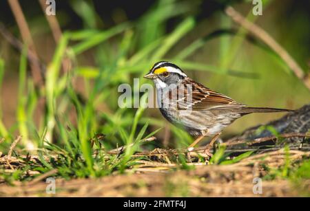 A beautiful little White-Throated Sparrow. Stock Photo