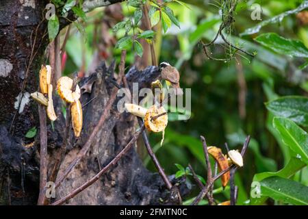 The red-legged honeycreeper (Cyanerpes cyaneus), the great kiskadee (Pitangus sulphuratus), called bem-te-vi and the blue-gray tanager (Thraupis episc Stock Photo