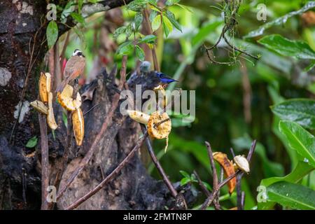 The red-legged honeycreeper (Cyanerpes cyaneus), the great kiskadee (Pitangus sulphuratus), called bem-te-vi and the blue-gray tanager (Thraupis episc Stock Photo