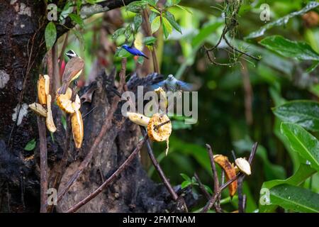 The red-legged honeycreeper (Cyanerpes cyaneus), the great kiskadee (Pitangus sulphuratus), called bem-te-vi and the blue-gray tanager (Thraupis episc Stock Photo