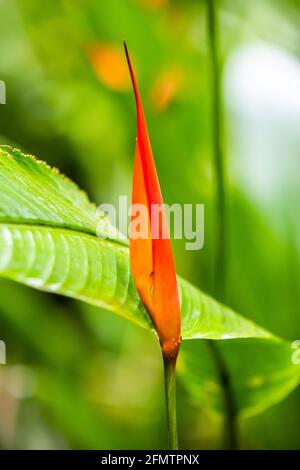 Easter Heliocona (Heliconia Wagneriana) showy, tropical flowers with beautiful, brilliant colorful flowering bracts Stock Photo