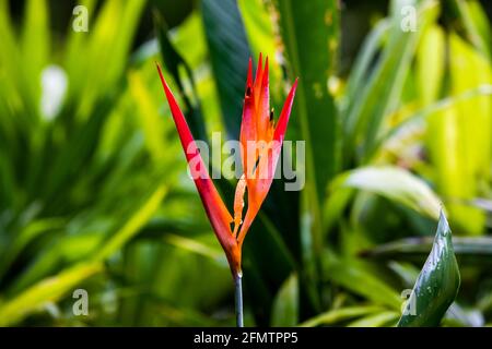 Easter Heliocona (Heliconia Wagneriana) showy, tropical flowers with beautiful, brilliant colorful flowering bracts Stock Photo