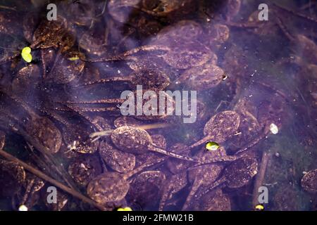 Group of frog tadpoles underwater in a murky vernal pool in the spring in Ontario, Canada. Larval stage of the life cycle of an amphibian. Stock Photo