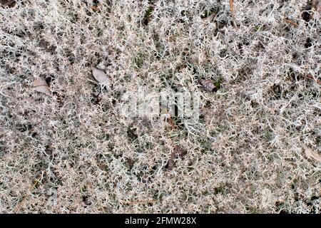 Reindeer lichen, Cladonia rangiferina, growing in an evergreen grove in the Adirondack Mountains, NY USA Stock Photo