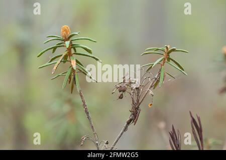 Closeup of marsh labrador tea, Rhododendron tomentosum plant Stock Photo