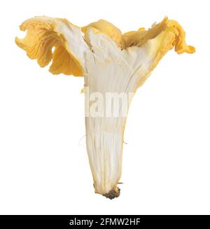 Closeup of a halved golden chanterelle, Cantharellus cibarius isolated on white background Stock Photo