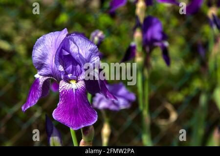 Irises in bloom seen up close Stock Photo