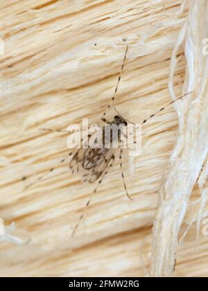 Female nonbiting midge, Ablabesmyia on wood, macro photo Stock Photo